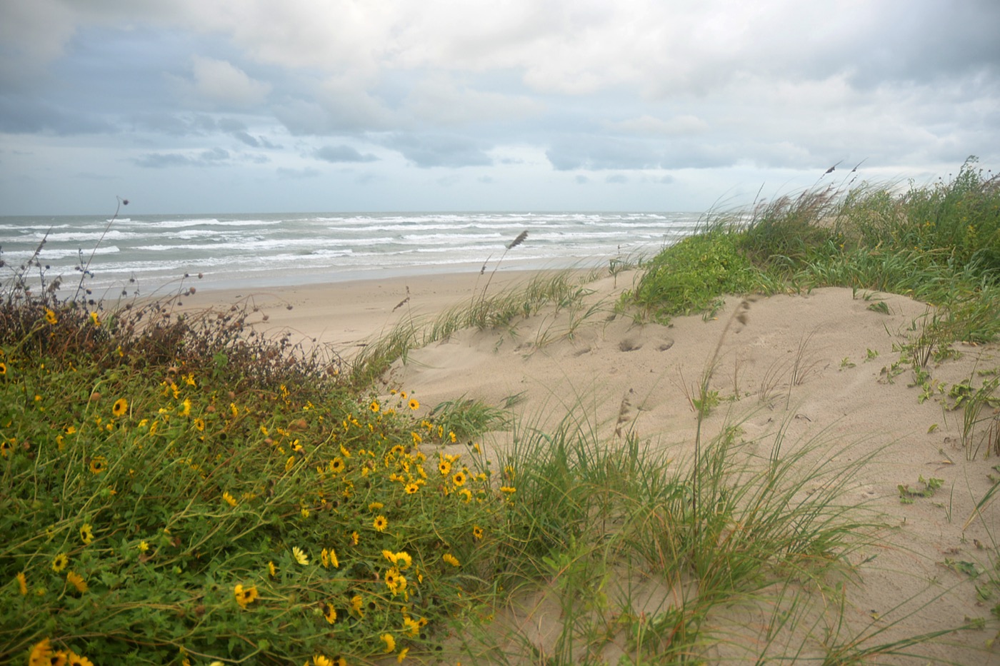 Yellow wildflowers and dune grass in the foreground of a wide Gulf beach, surf running up the sand and a pale overcast sky meeting the water