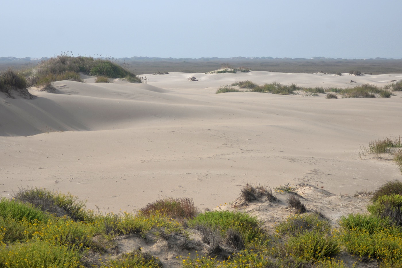 A broad field of pale wind-sculpted dunes with tufts of grass and low green scrub, running back toward a flat horizon under a soft sky