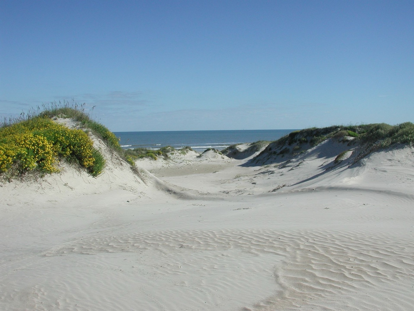 Wind-shaped white sand dunes running down to the Gulf on Padre Island, low green scrub holding the sand and a wide pale sky above