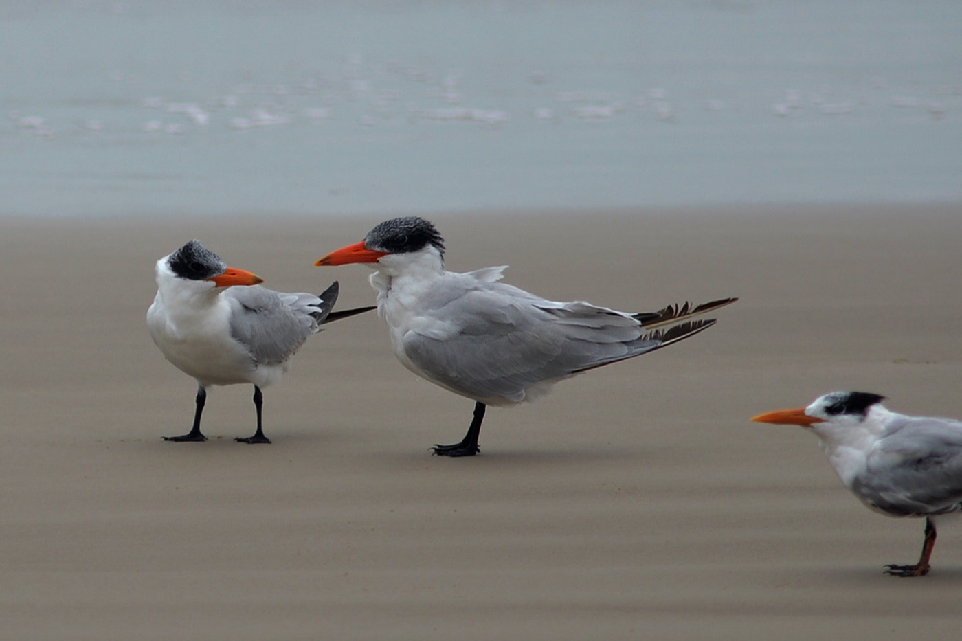 Three royal terns standing together on wet sand at the water's edge, orange bills and black crests sharp against the pale surf behind them