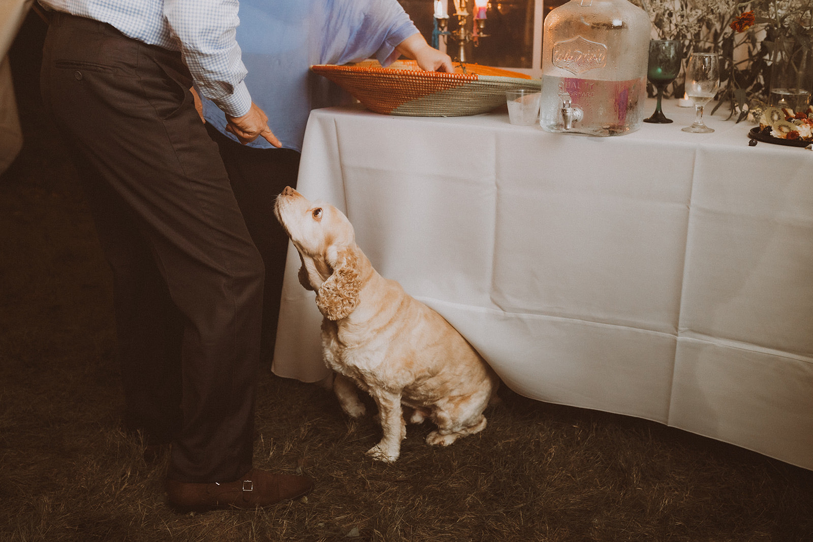 A spaniel staring up hopefully at the drink table