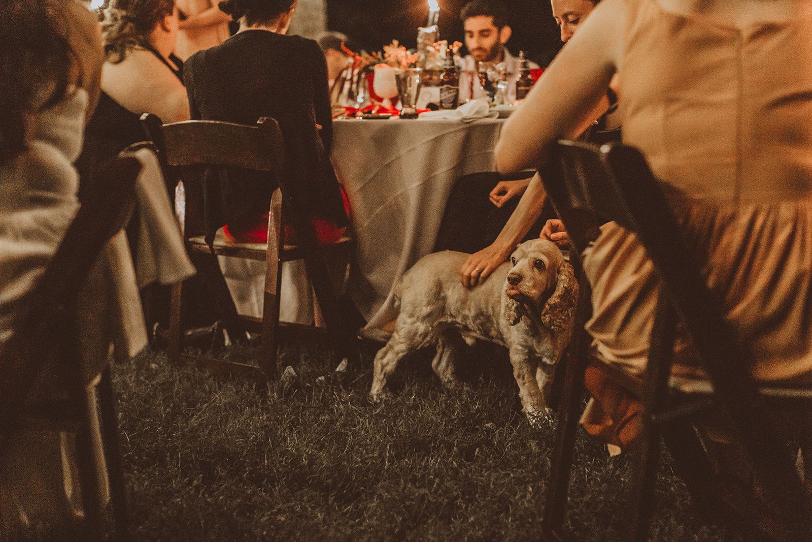 A cream spaniel stands in the grass between dinner chairs while a seated guest reaches down to scratch its chin